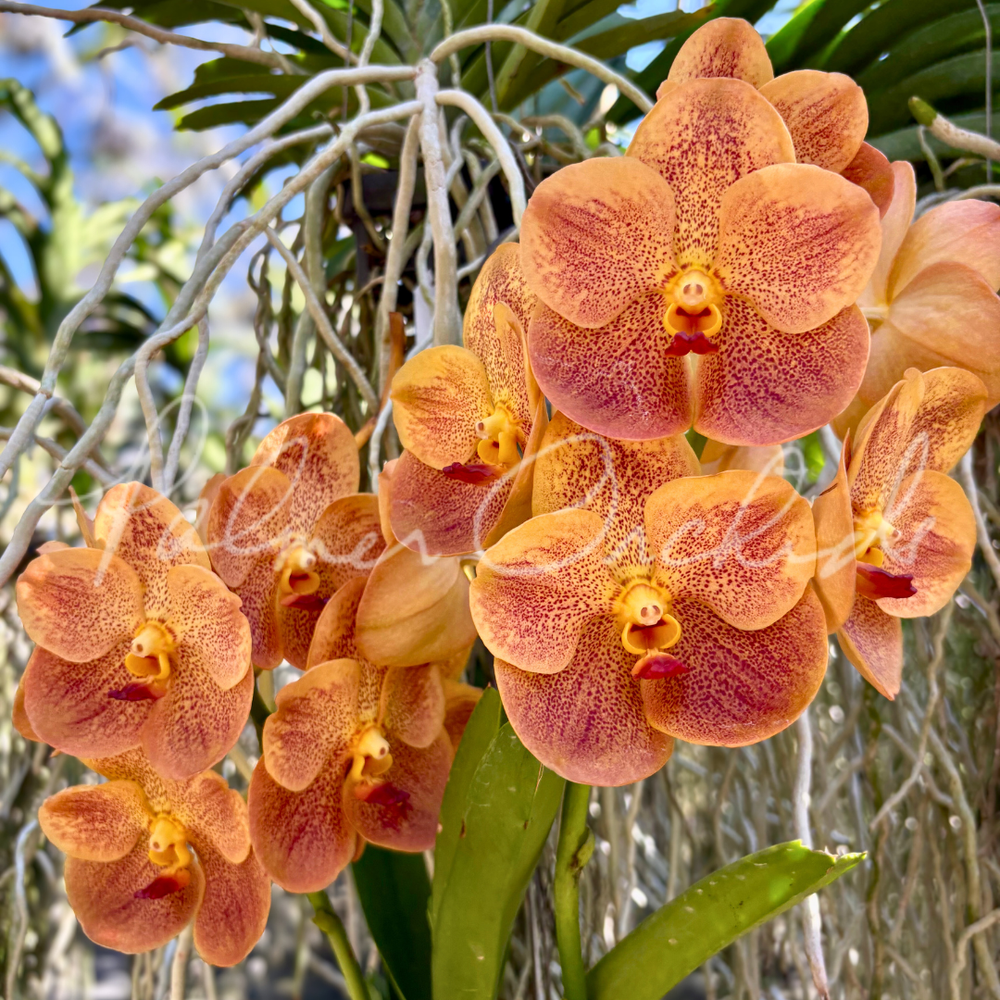 Vanda — Palmer Orchids